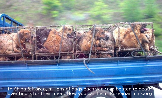 Millions of Korean dogs each year are beaten & tortured to death to increase adrenaline before being slaughtered. Cats are boiled alive. - Support Korean Animal Protection Society 